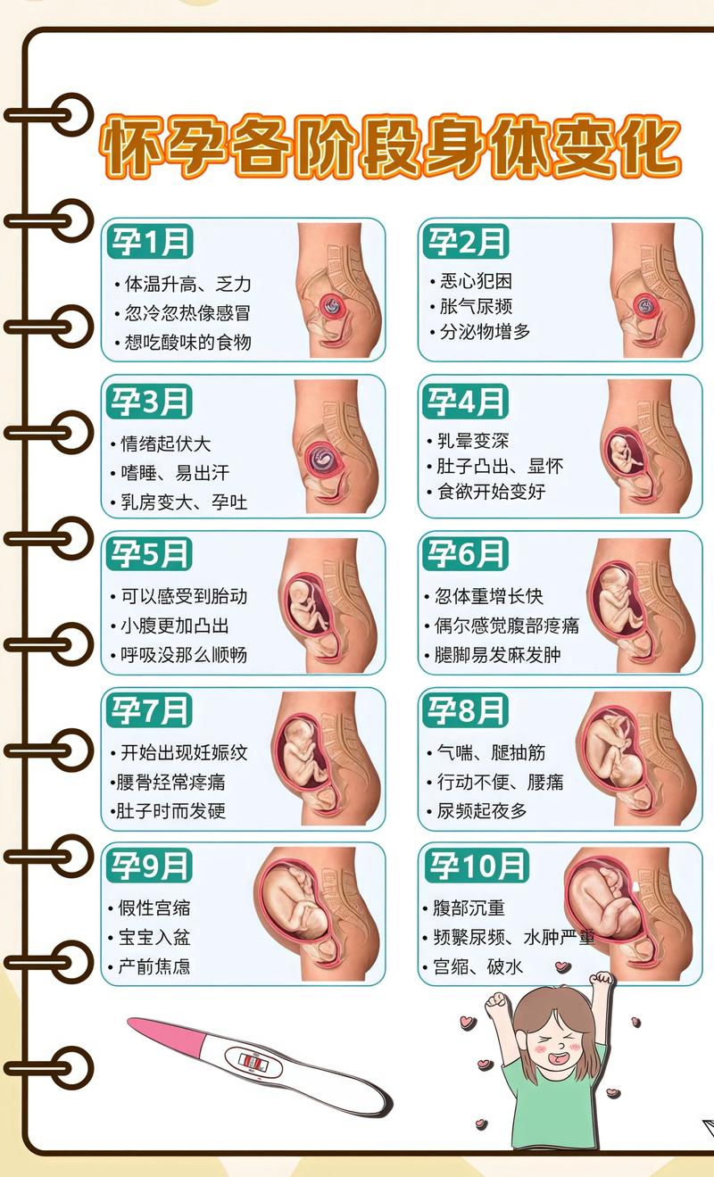 揭秘供卵代孕妈妈怀孕小腹分两节，孕期变化的奥秘大连代生机构: